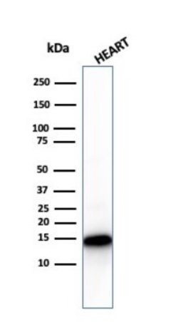 Cytochrome c Antibody (CYCS/3128R) - Azide and BSA Free, Novus Biologicals
